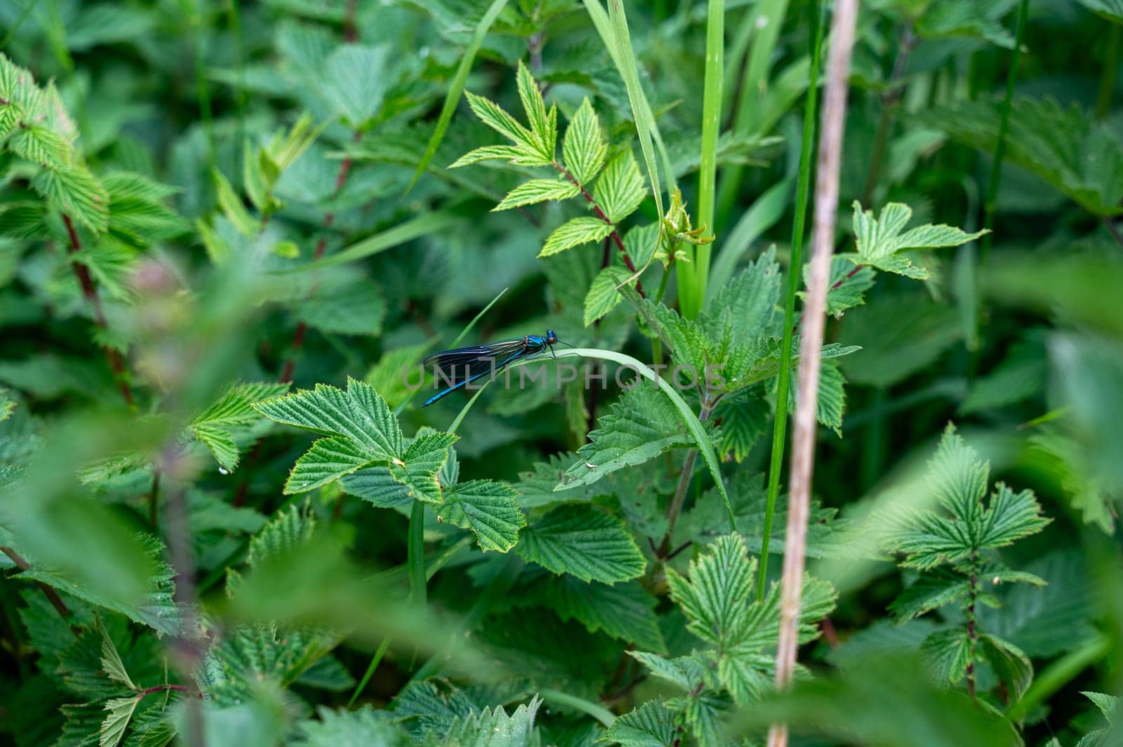 Blue beauty dragonfly - Calopteryx virgin in green nature