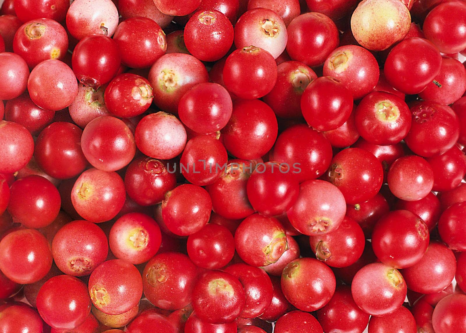 Harvest of peeled red lingonberries close-up view from above