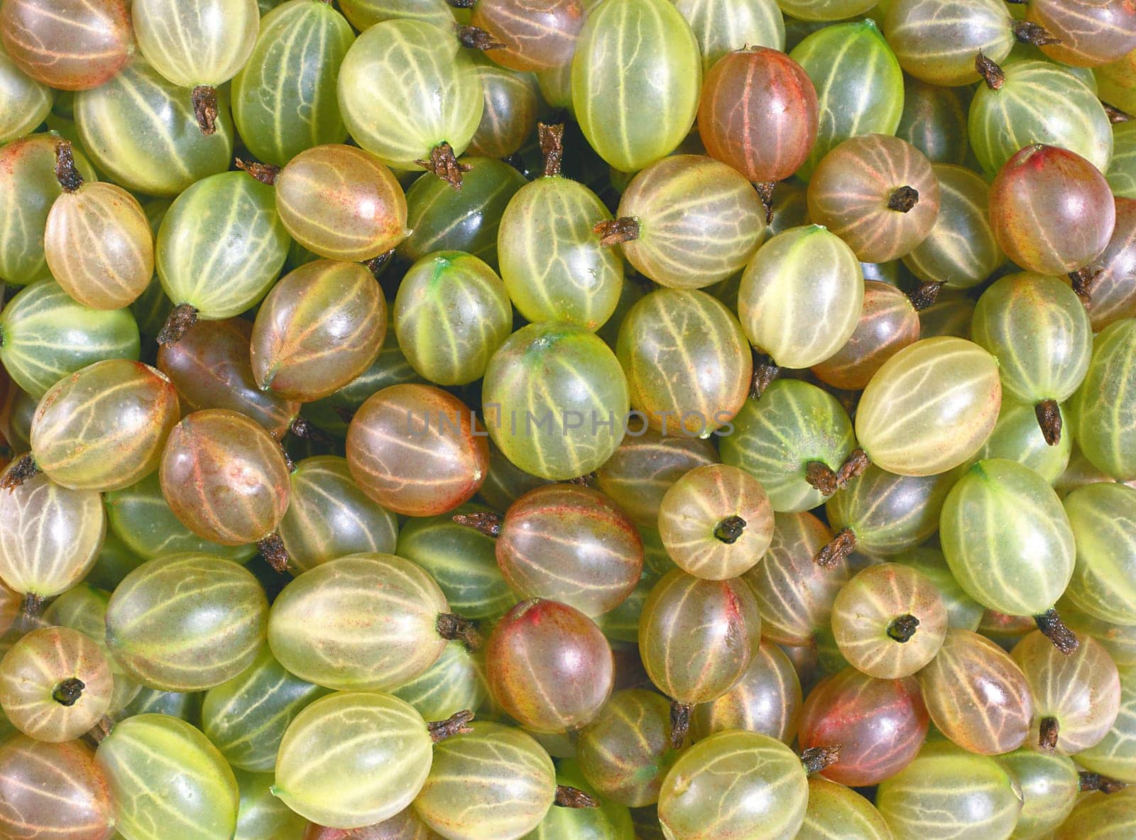 Green gooseberry with a red tint close-up view from above. Texture or background