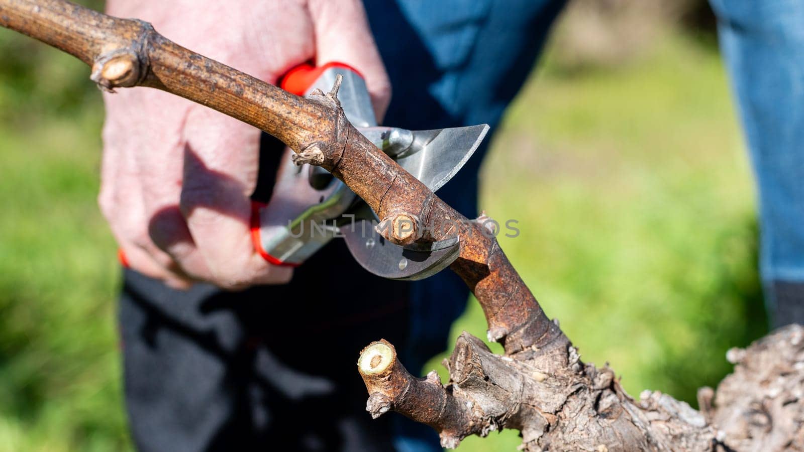 Winegrower pruning the vineyard with professional steel scissors. Traditional agriculture. Winter pruning.