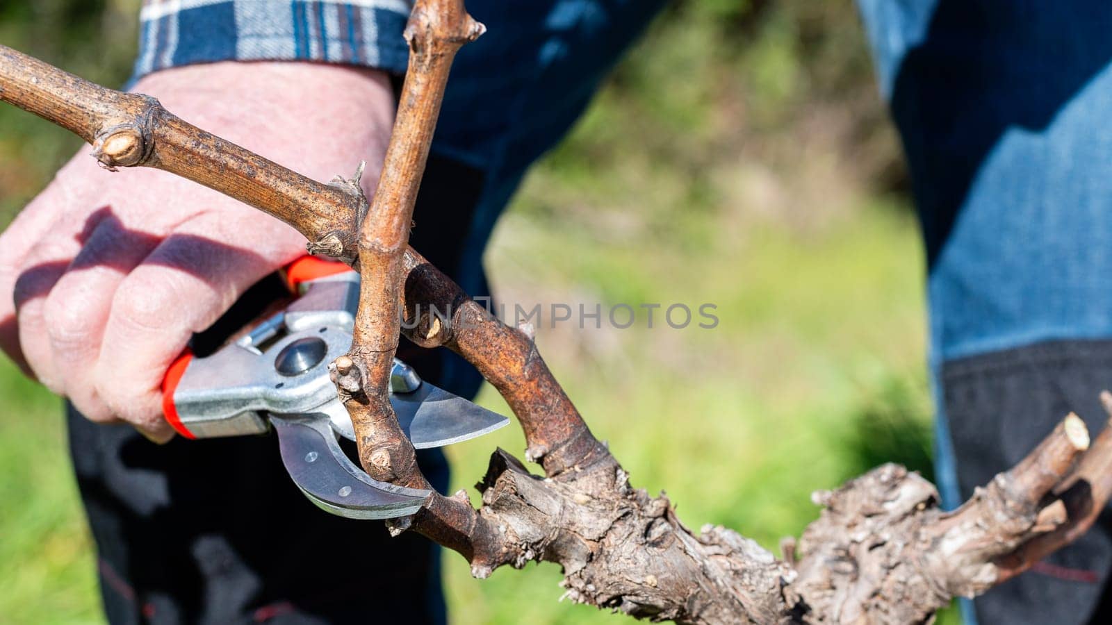 Winegrower pruning the vineyard with professional steel scissors. Traditional agriculture. Winter pruning.