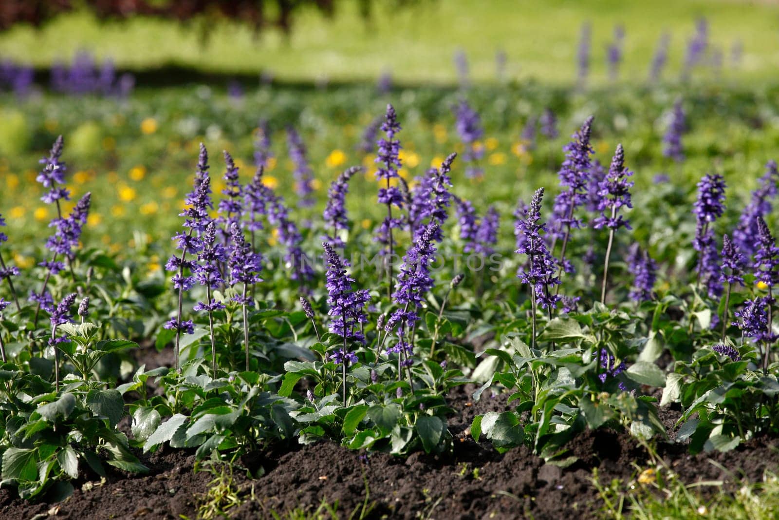 Sage (Salvia) sylvestris, flower, Germany