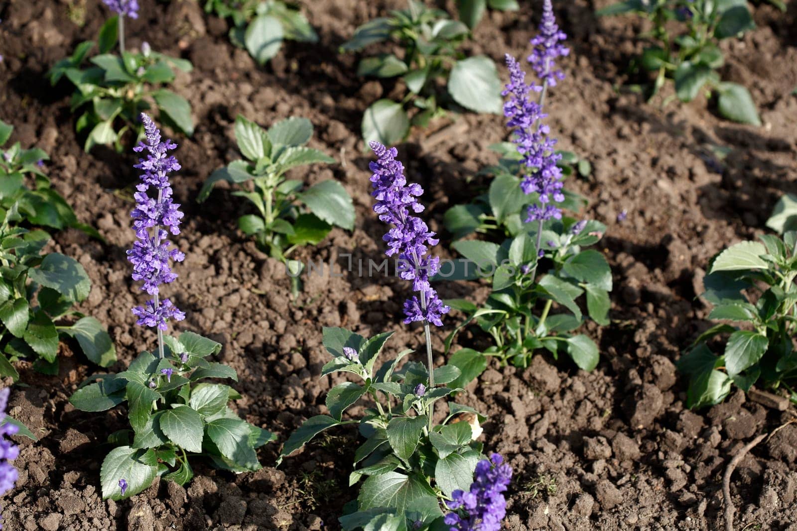Sage (Salvia) sylvestris, flower, Germany
