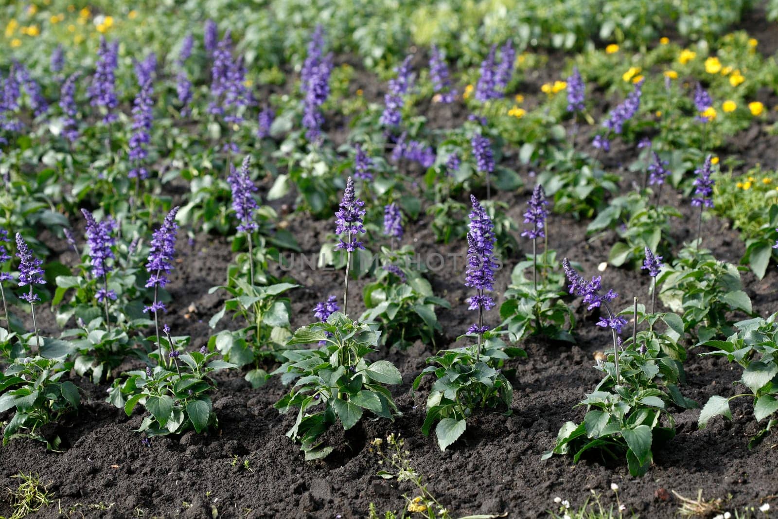 Sage (Salvia) sylvestris, flower, Germany