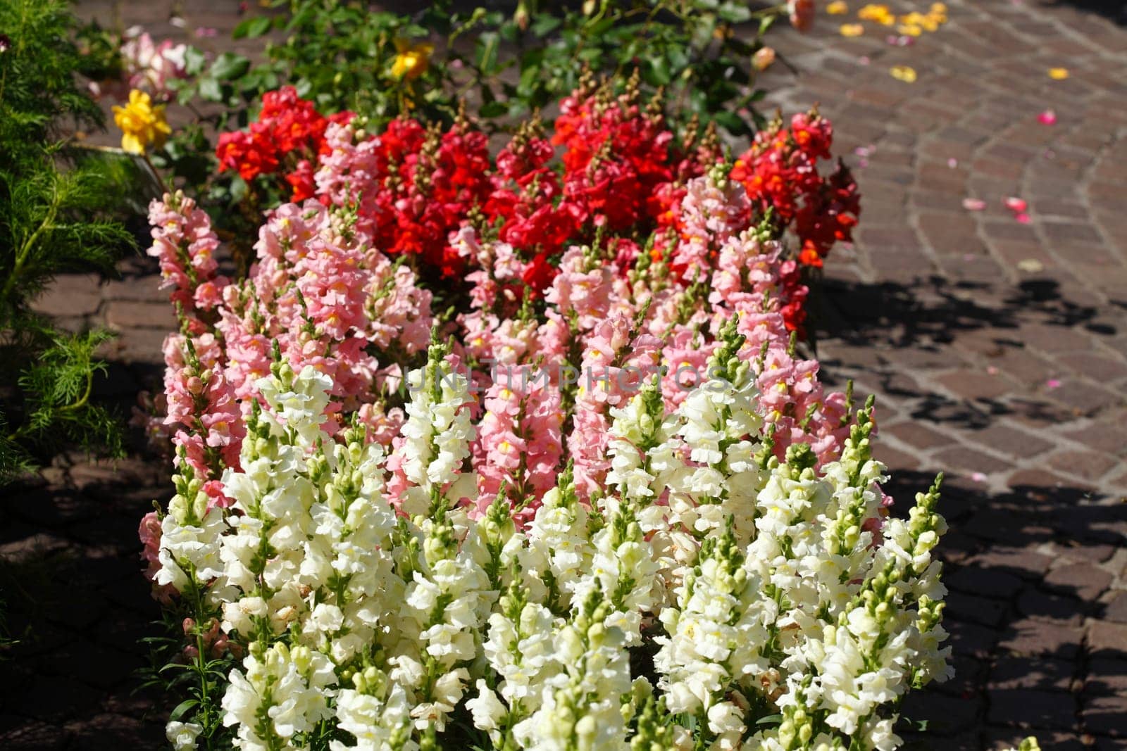 Large snapdragon (Antirrhinum majus) at a flower market, Germany