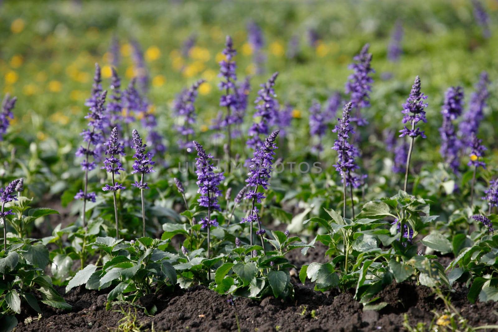 Sage (Salvia) sylvestris, flower, Germany