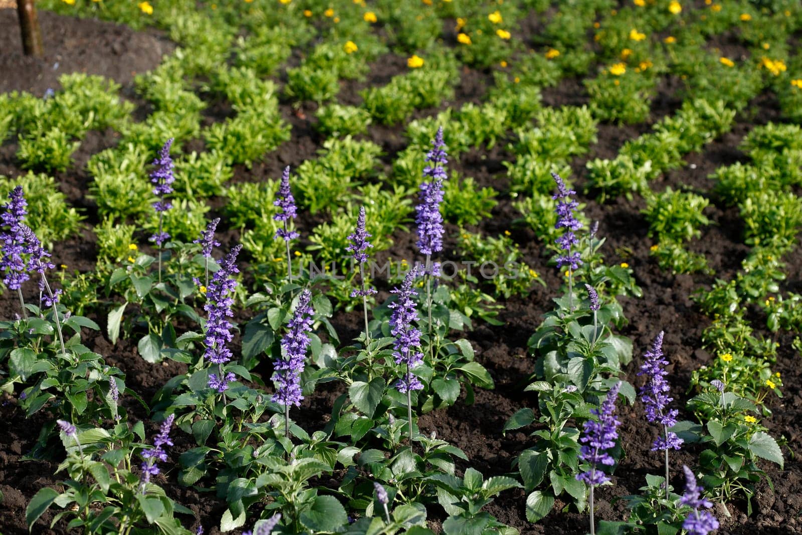 Sage (Salvia) sylvestris, flower, Germany