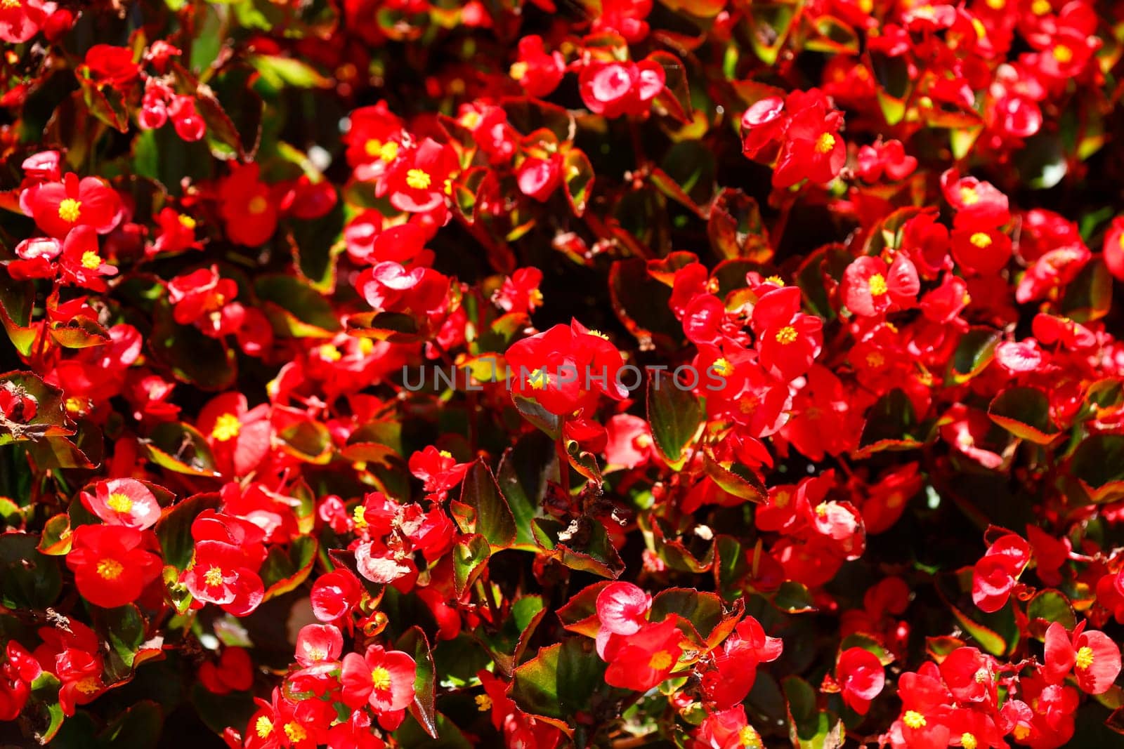 Red cultivated begonias (Begonia sp.), Germany