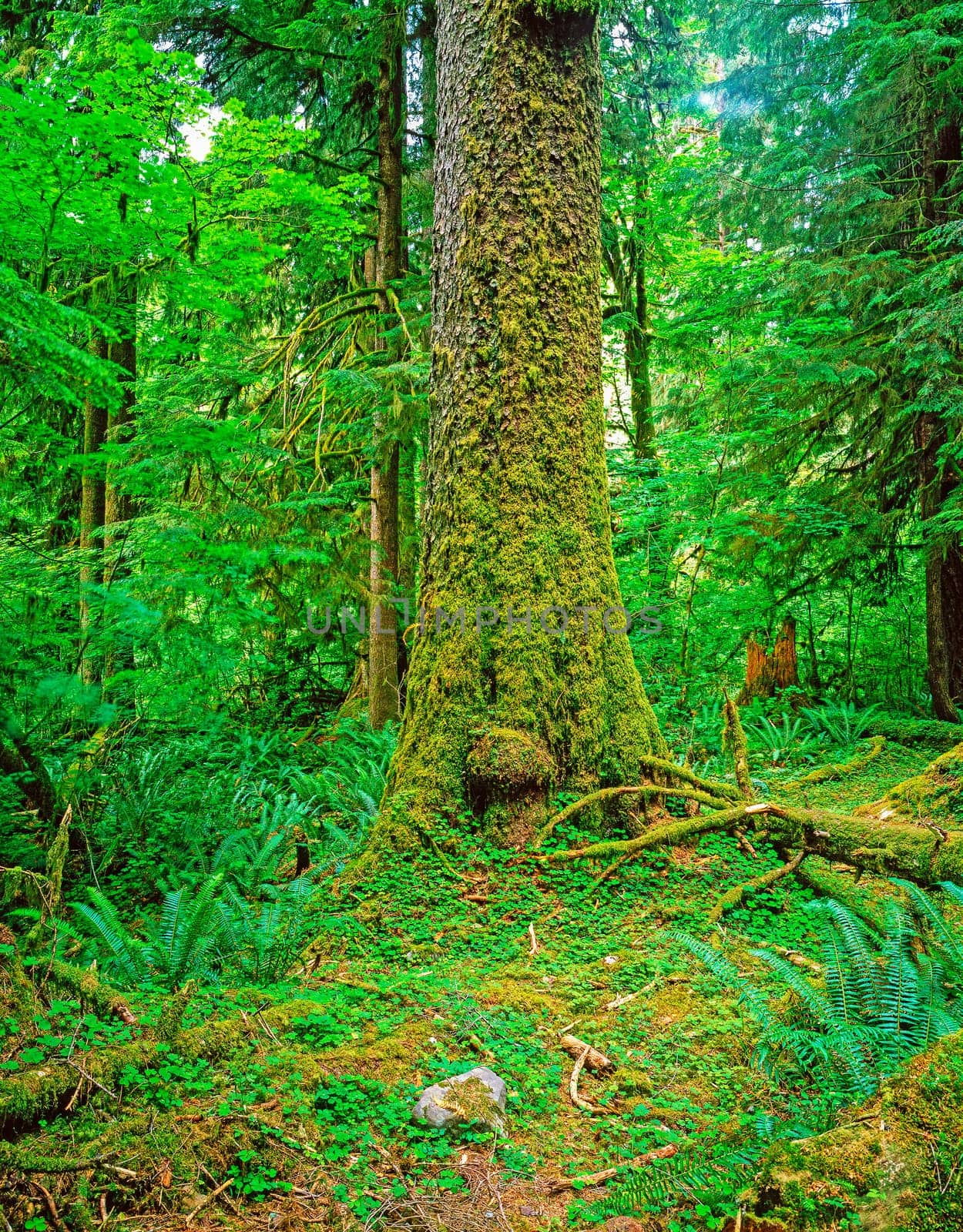 Hoh Rain Forest in Olympic National Park, Washington
