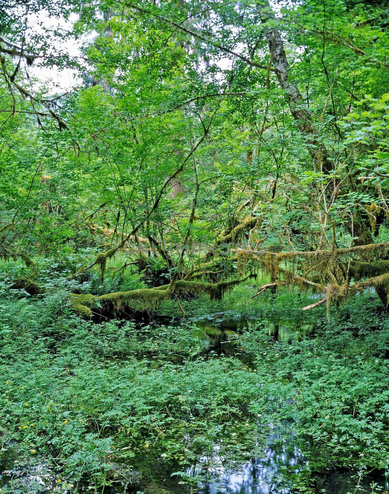 Rainforest in Olympic National Park, Washington