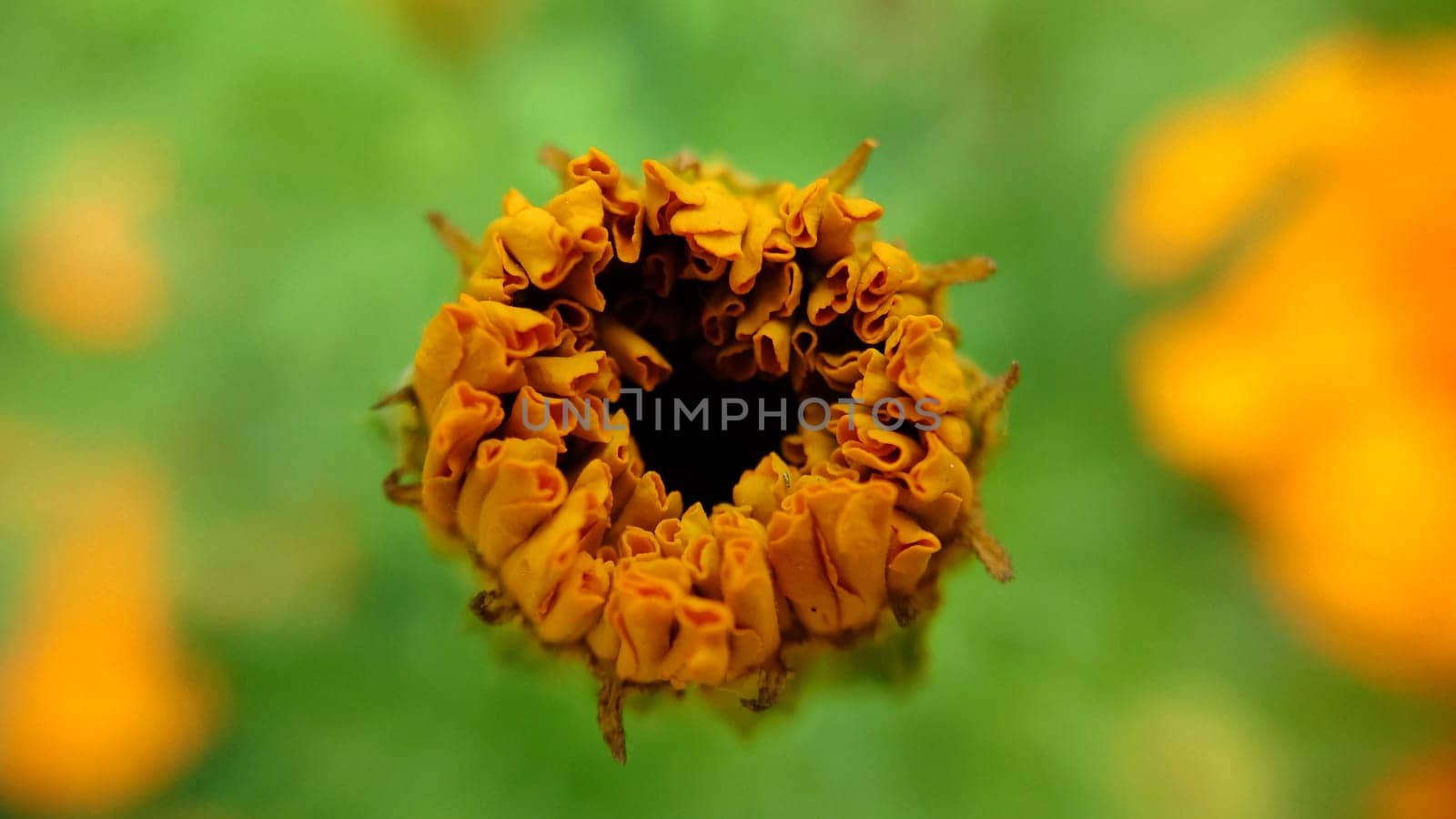 An unopened orange calendula flower on a grassy background.Macrophotography.Texture or background.Selective focus
