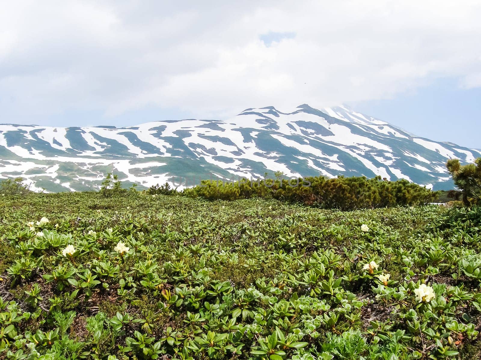 Flowering plants of Kamchatka. Plants on volcanic soil