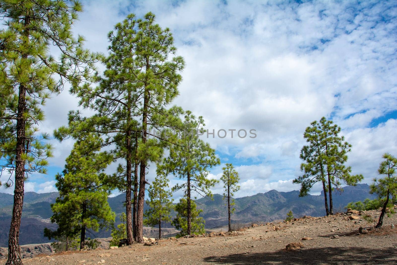 Canarian pine ( Pinus canariensis ) on a mountain on the island of Gran Canaria in Spain, with blue sky and clouds