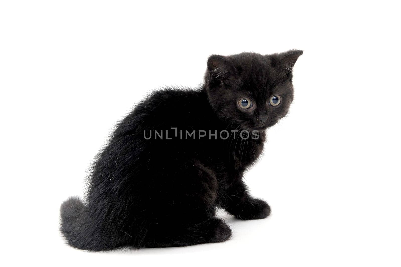 fluffy purebred black kitten sits sideways on an isolated background. High quality photo