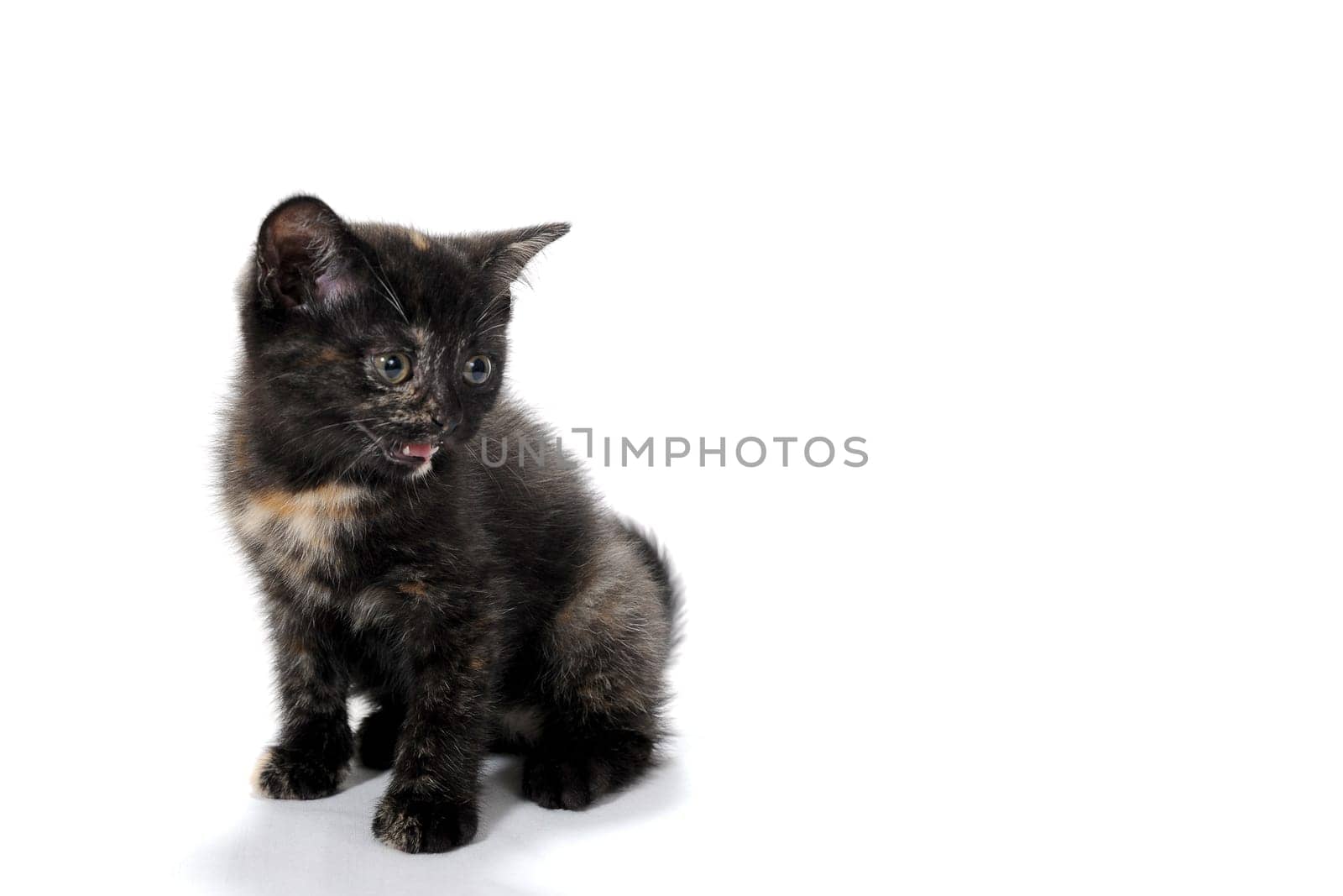 A gray purebred fluffy kitten sits on a white isolated background. High quality photo