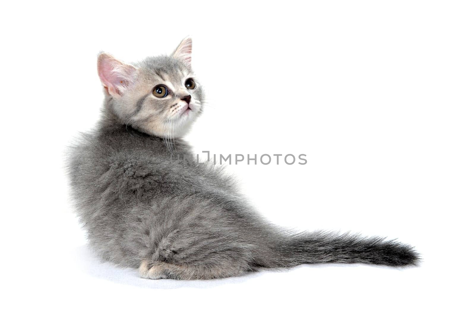 a small fluffy kitten on a white isolated background. High quality photo