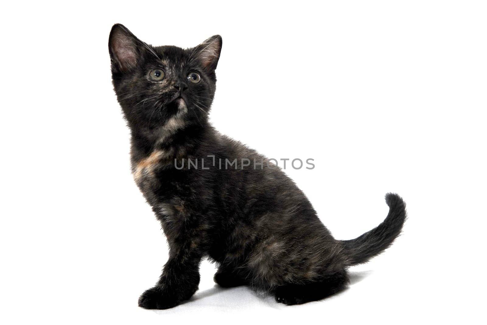 A gray purebred fluffy kitten sits on a white isolated background. High quality photo