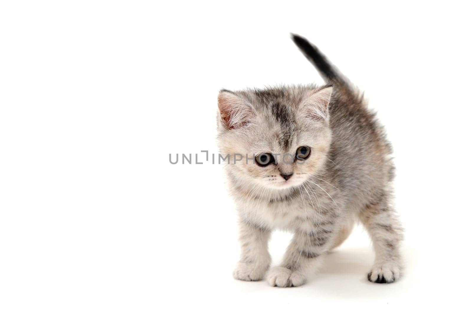 a small fluffy kitten on a white isolated background. High quality photo