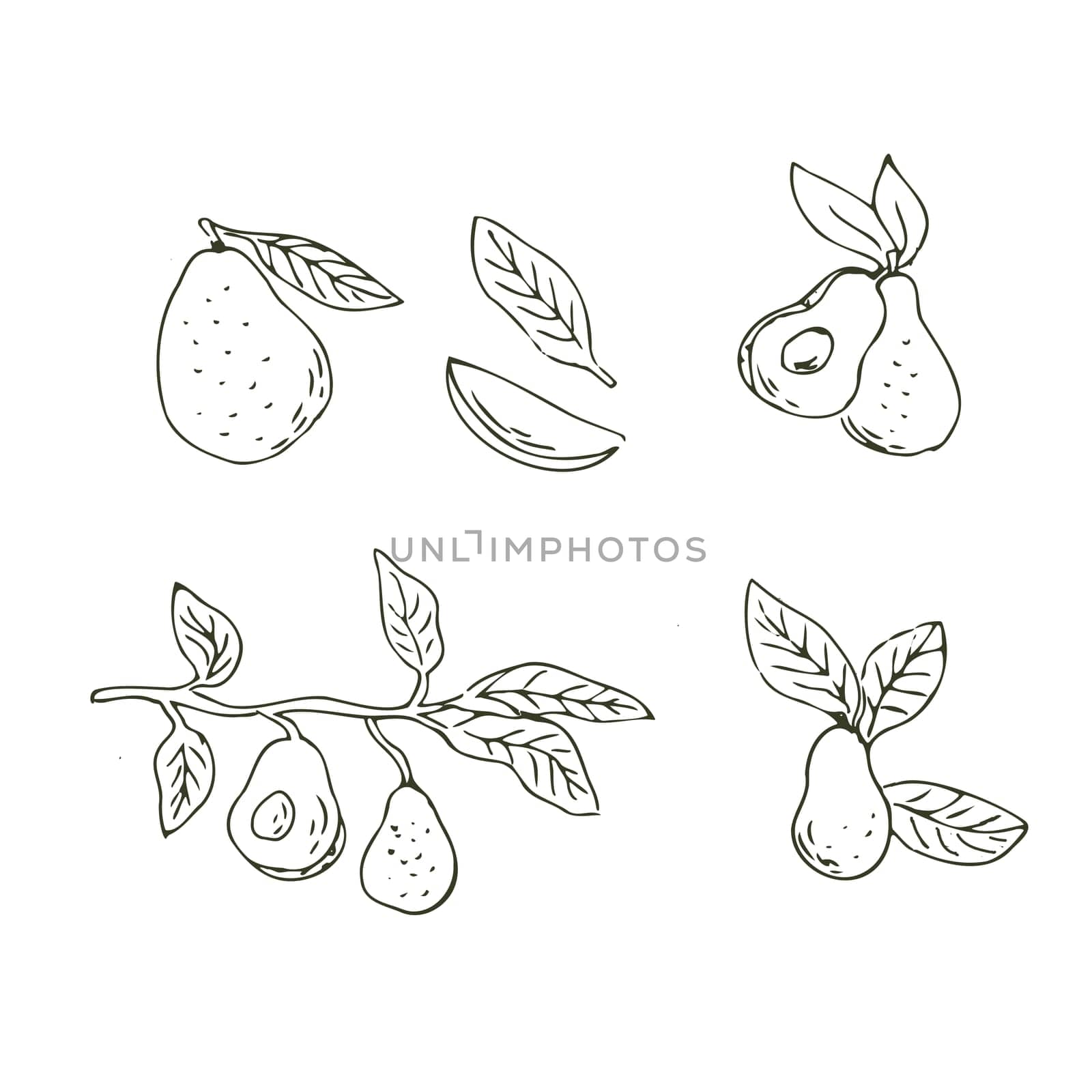 Set of avocado fruits outline Hand drawn illustration in sketch style. Vector illustration isolated. Can used for wrapping, packaging, poster, cover design, textile and backdrop for cosmetic and food vegan products