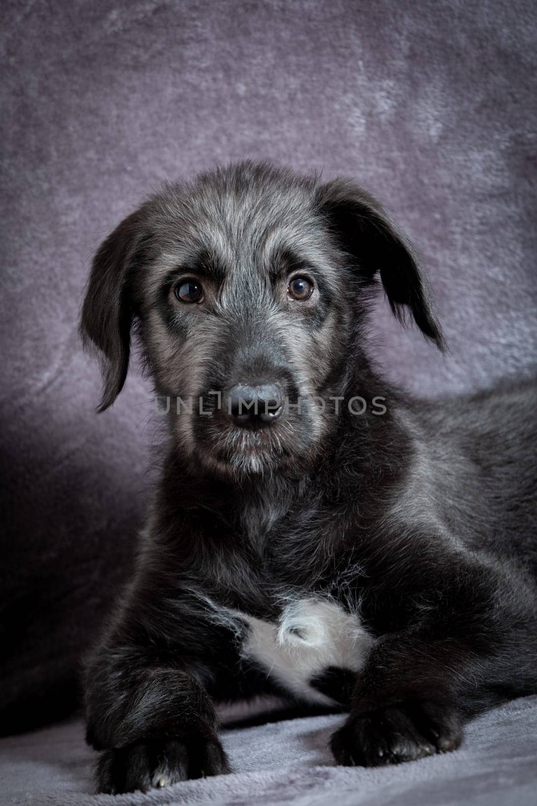 Cute female puppy of purebred Irish Wolfhound. Irish breed of large sighthound and one of the largest of all breeds of dog.