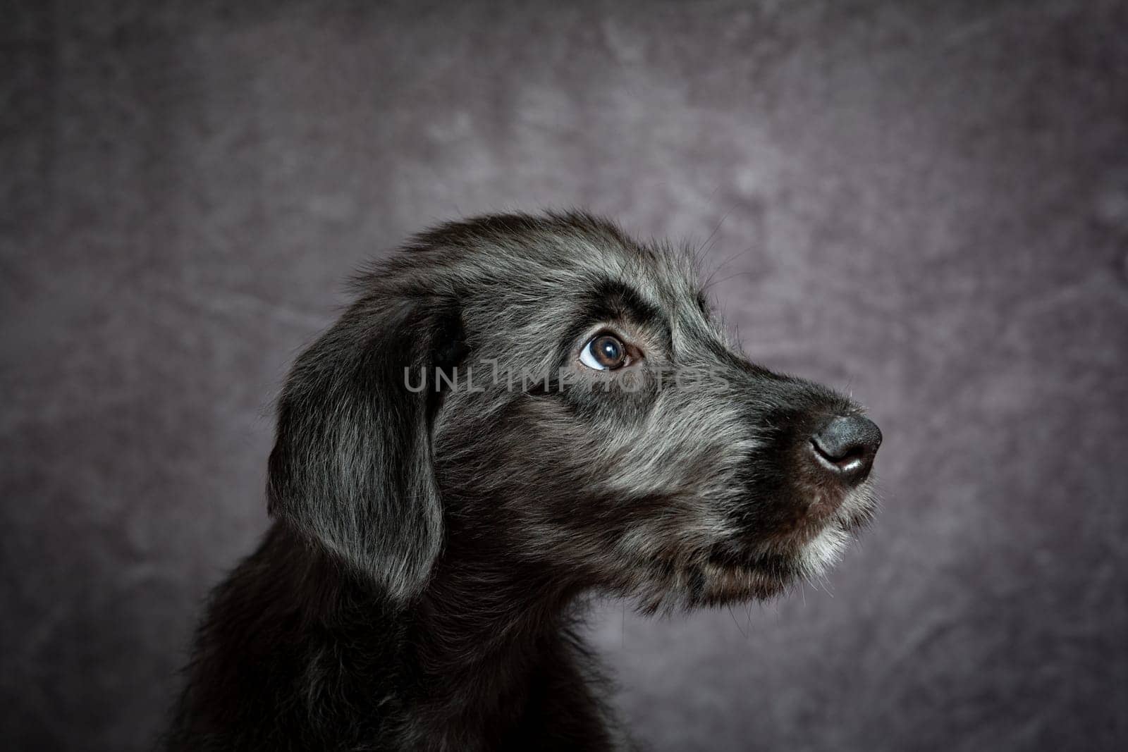 Cute female puppy of purebred Irish Wolfhound. Irish breed of large sighthound and one of the largest of all breeds of dog.