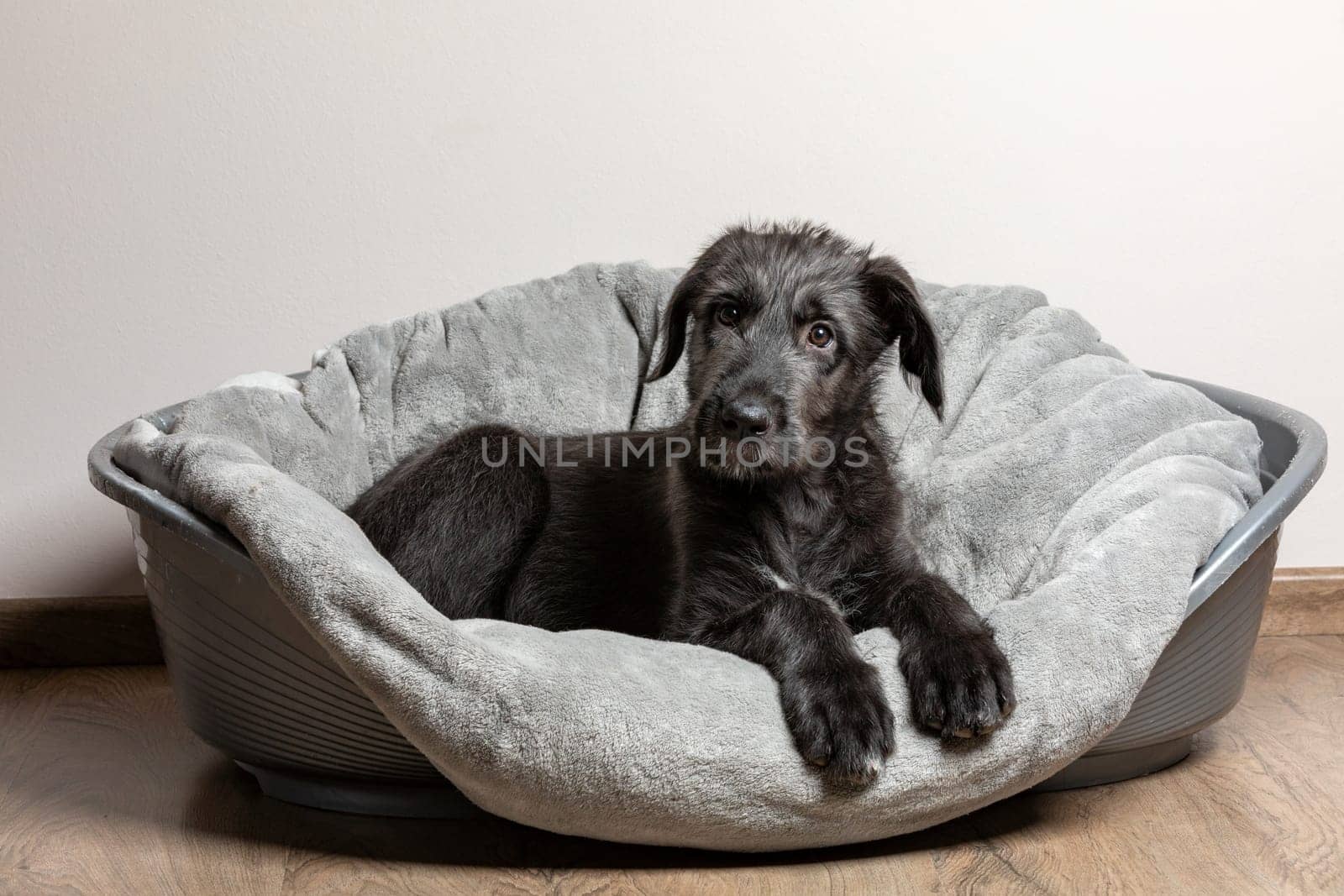 Cute female puppy of purebred Irish Wolfhound. Irish breed of large sighthound and one of the largest of all breeds of dog.