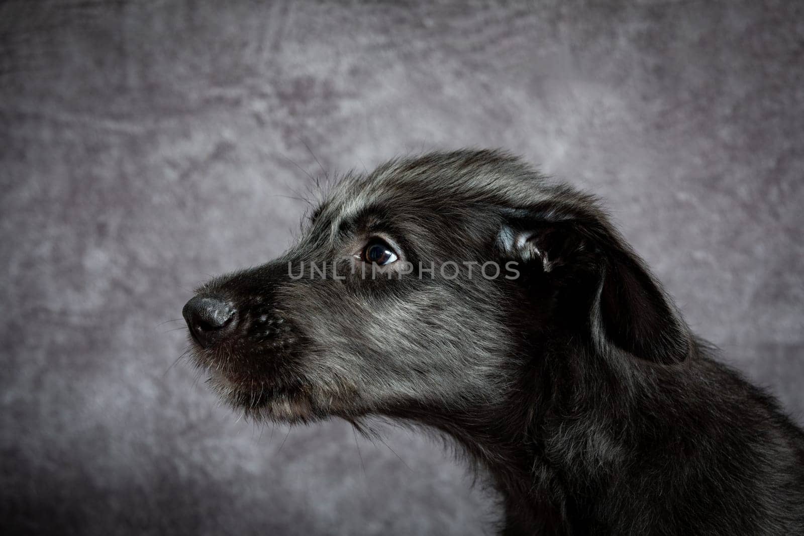 Cute female puppy of purebred Irish Wolfhound. Irish breed of large sighthound and one of the largest of all breeds of dog.