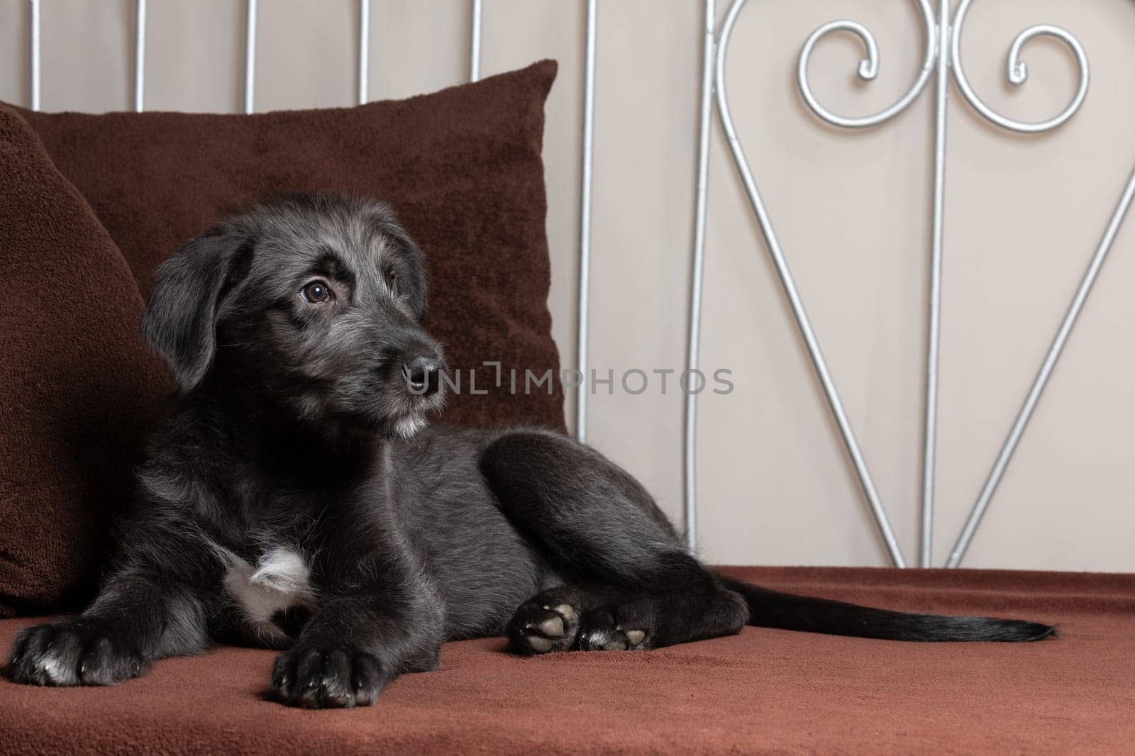 Cute female puppy of purebred Irish Wolfhound. Irish breed of large sighthound and one of the largest of all breeds of dog.