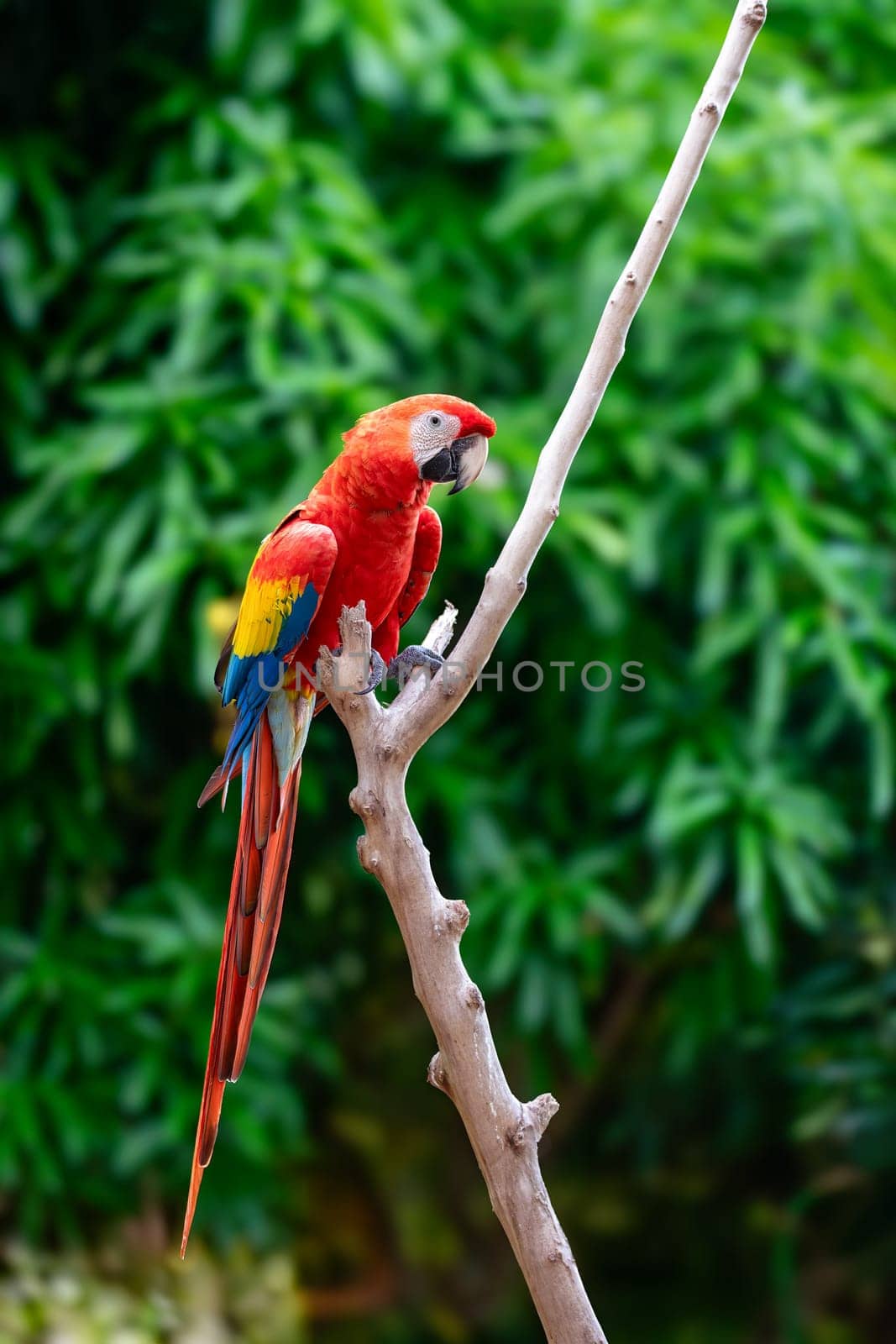 Scarlet macaw (Ara macao) is a large yellow, red and blue Neotropical parrot native to humid evergreen forests of the Americas. Malagana, Bolivar department. Wildlife and birdwatching in Colombia