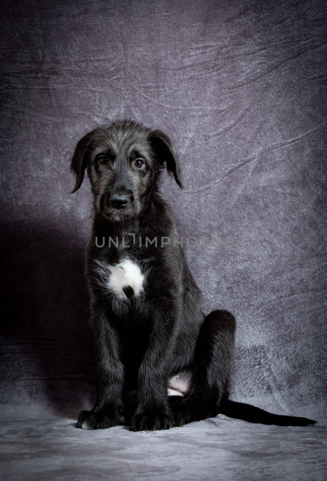 Cute female puppy of purebred Irish Wolfhound. Irish breed of large sighthound and one of the largest of all breeds of dog.