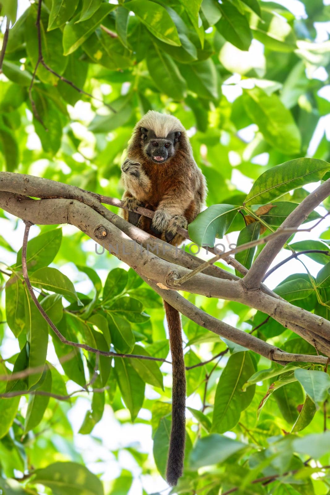 Cotton-top tamarin (Saguinus oedipus), small and cute New World monkey weighing less than 0.5 kg. Centenario Park (Parque Centenario) Cartagena de Indias, Colombia wildlife animal.