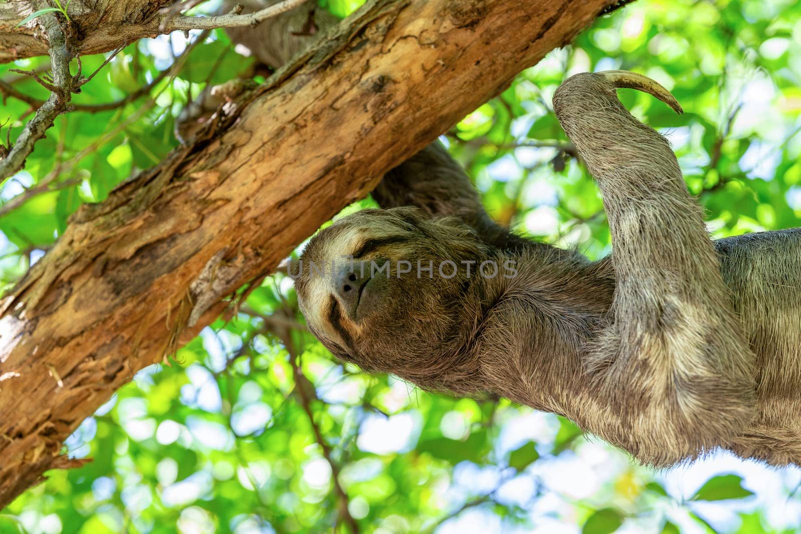 Three-toed or three-fingered sloths (Bradypus variegatus), arboreal neotropical mammals. Centenario Park (Parque Centenario) Cartagena de Indias, Colombia wildlife animal.