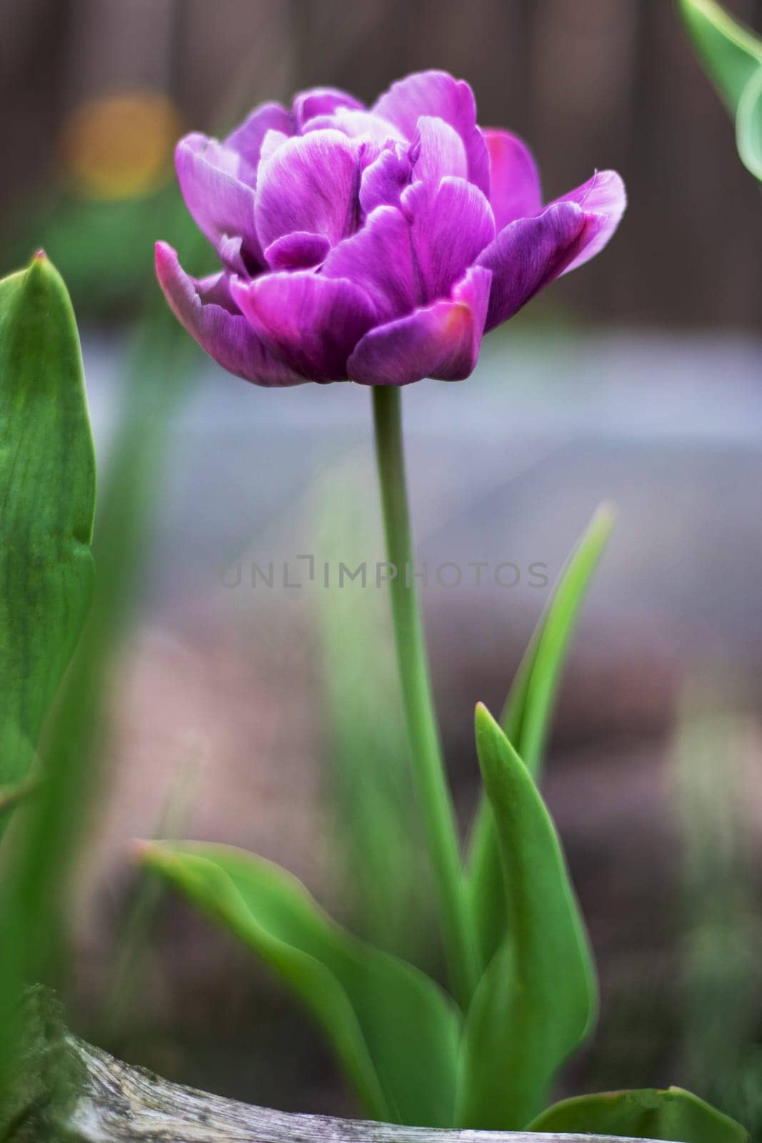 Hybrid violet-blue tulip Blue Diamond in the garden. Peony-shaped terry late tulips