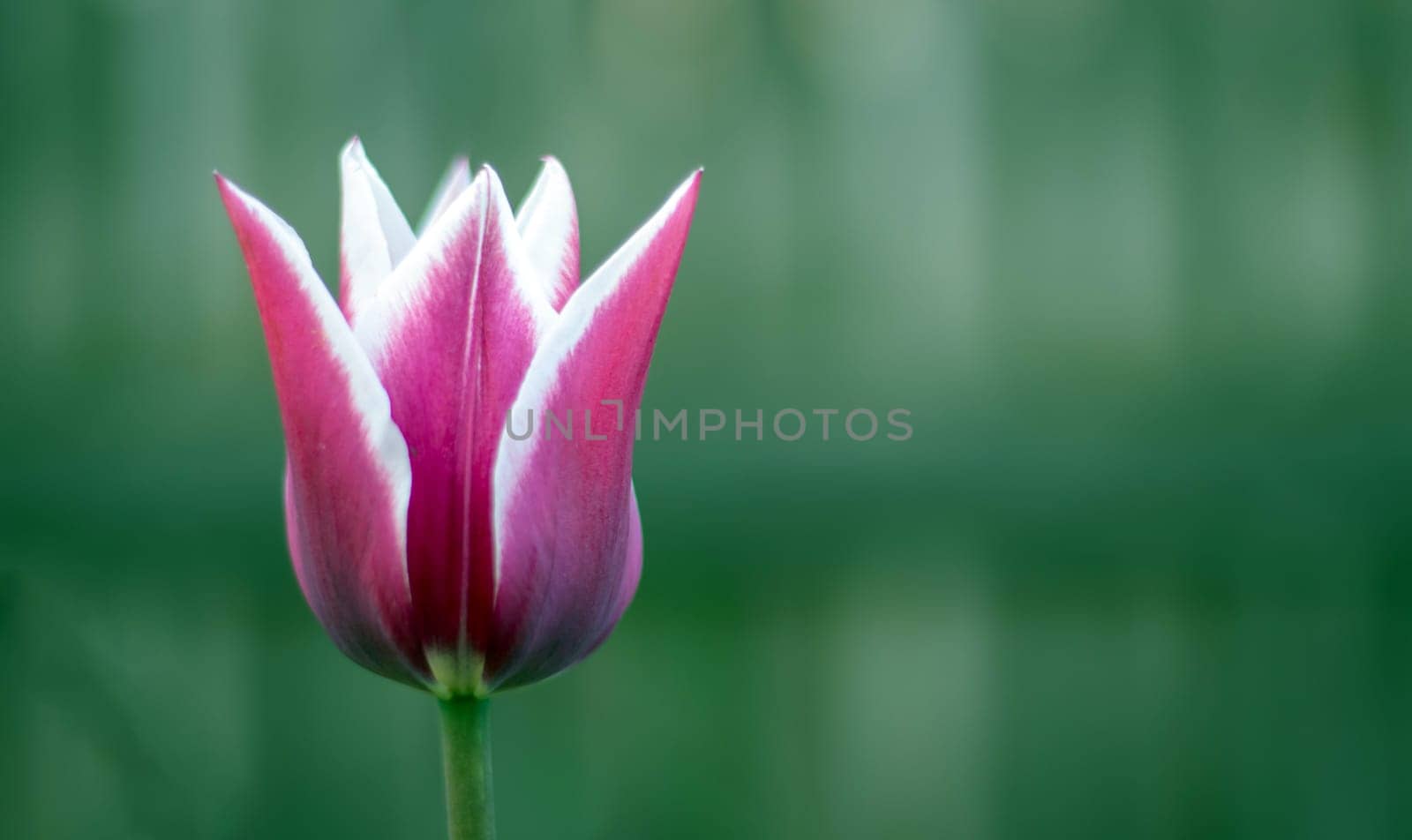 Spring flowers growing in an outdoor garden. One lily-shaped tulip in the shape of a lily. A genus of perennial herbaceous bulbous plants