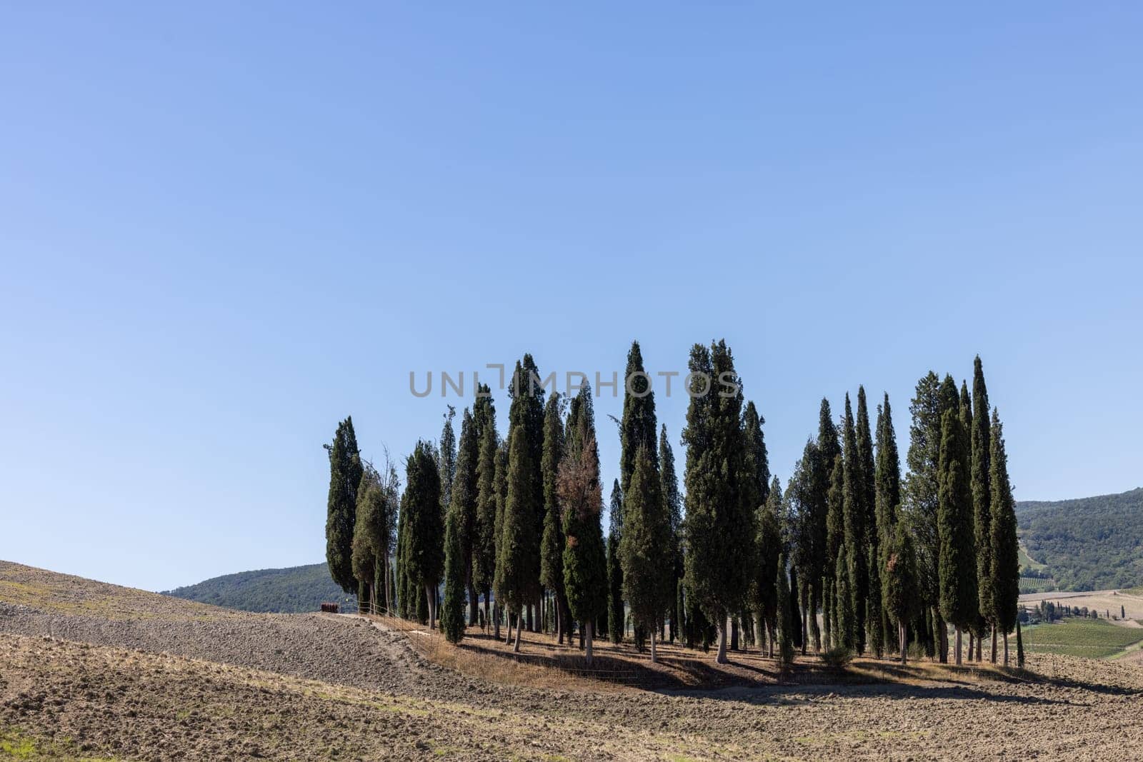 Iconic group of cypress trees in a field, near San Quirico,  Tuscany, Italy