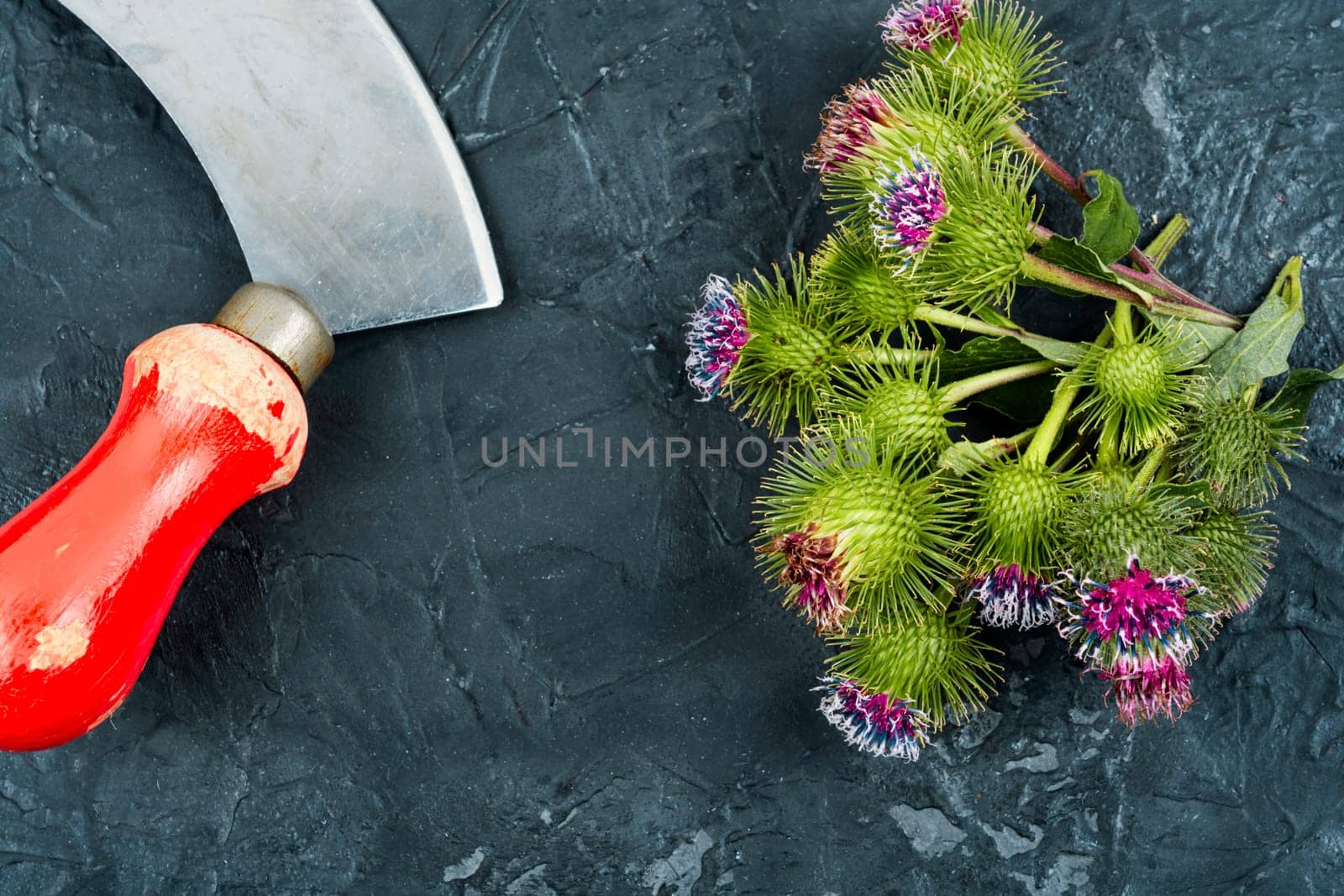 Burdock plant with flowers, herbal medicine. Medicinal plant, milk thistle flowers.