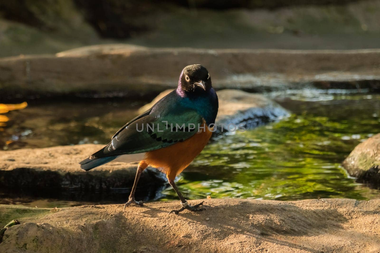 Colorful Superb Starling (Lamprotornis superbus)
