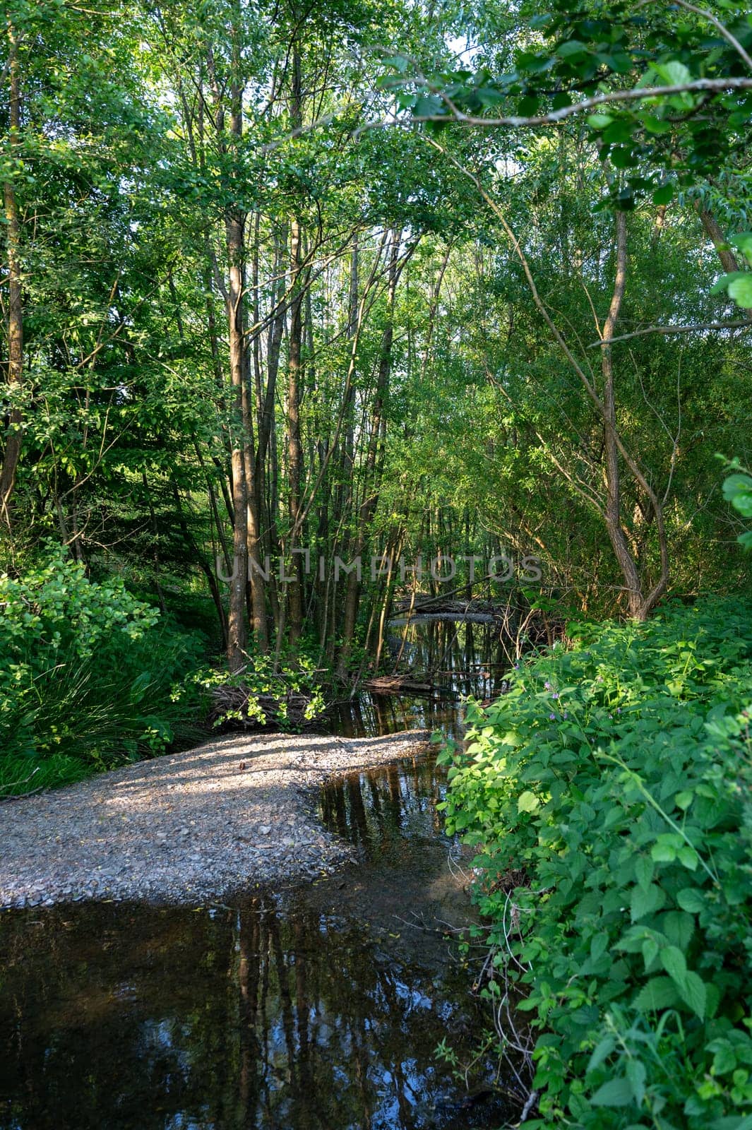 Bank of a stream in green nature