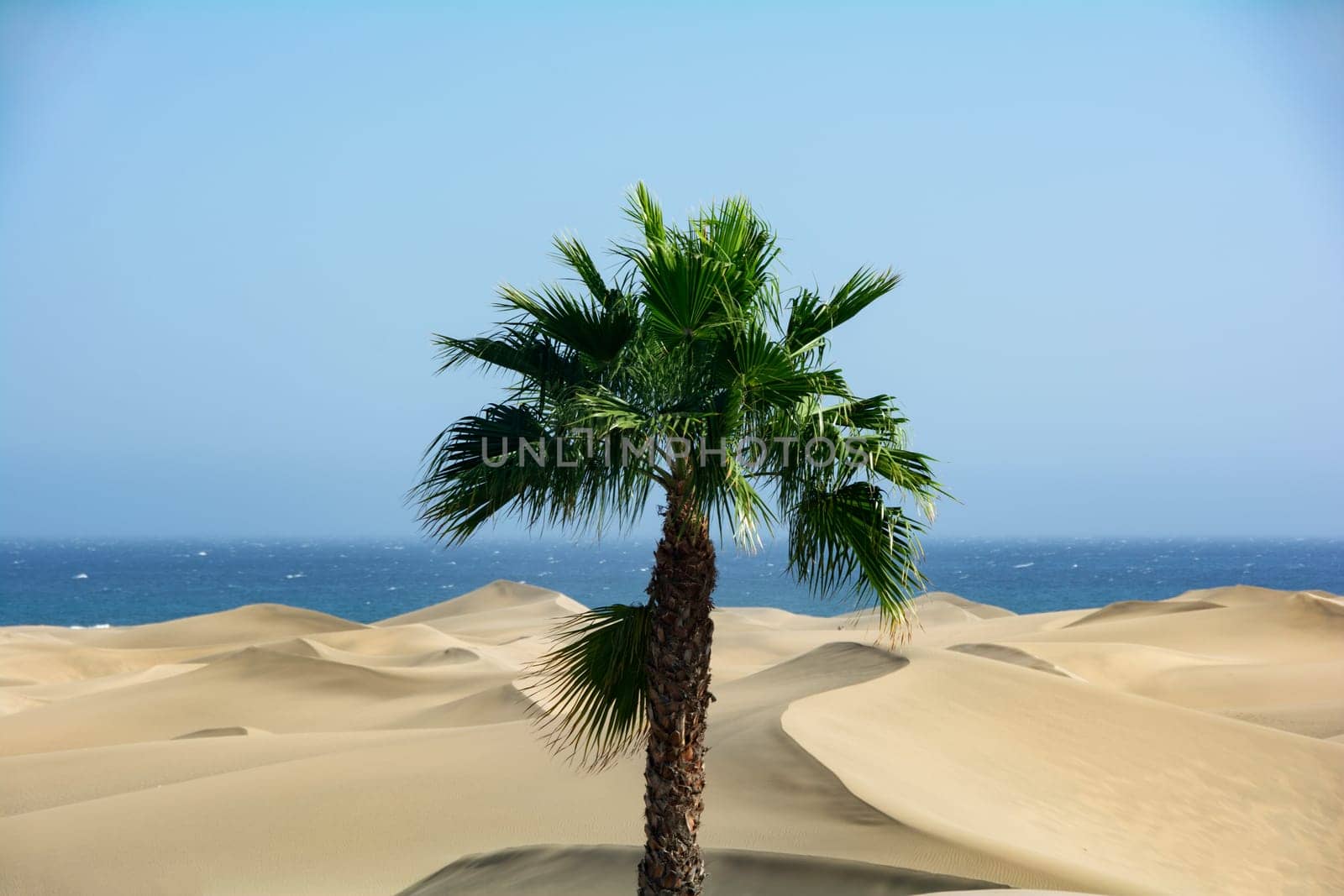 In the dunes of Maspalomas on Gran Canaria in Spain. View of the sea, palm trees and blue sky. The huge sand dunes resemble a small desert and are a nature reserve.