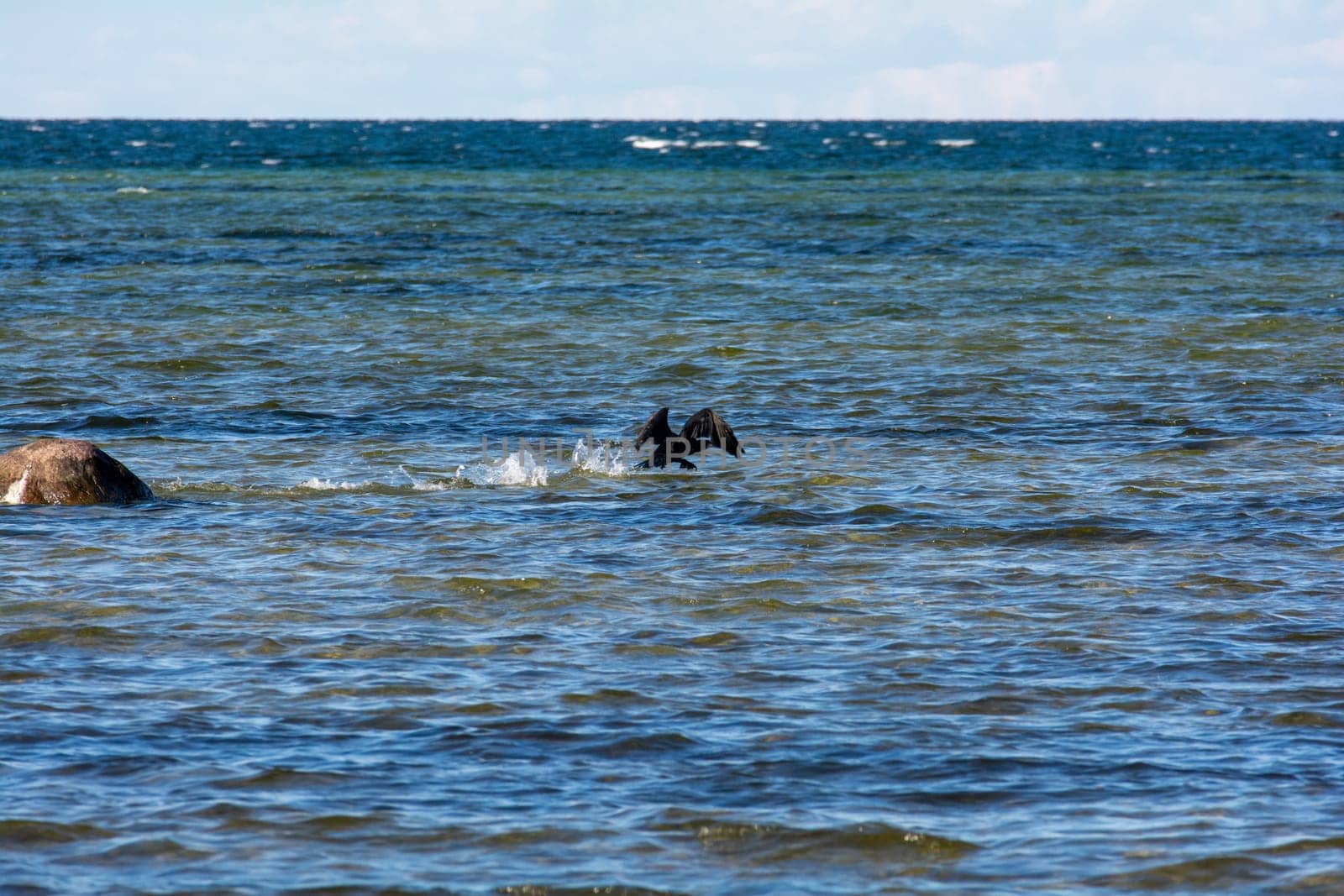 Cormorant bird ( Phalacrocoracidae ) flies on the Baltic Sea coast on the island of Poel near Timmendorf, Germany