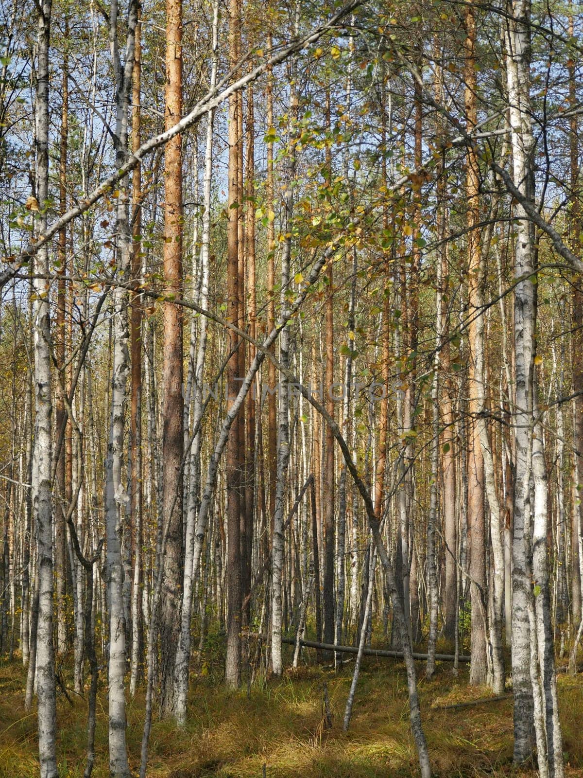 dense birch forest summer landscape, birch trees in row