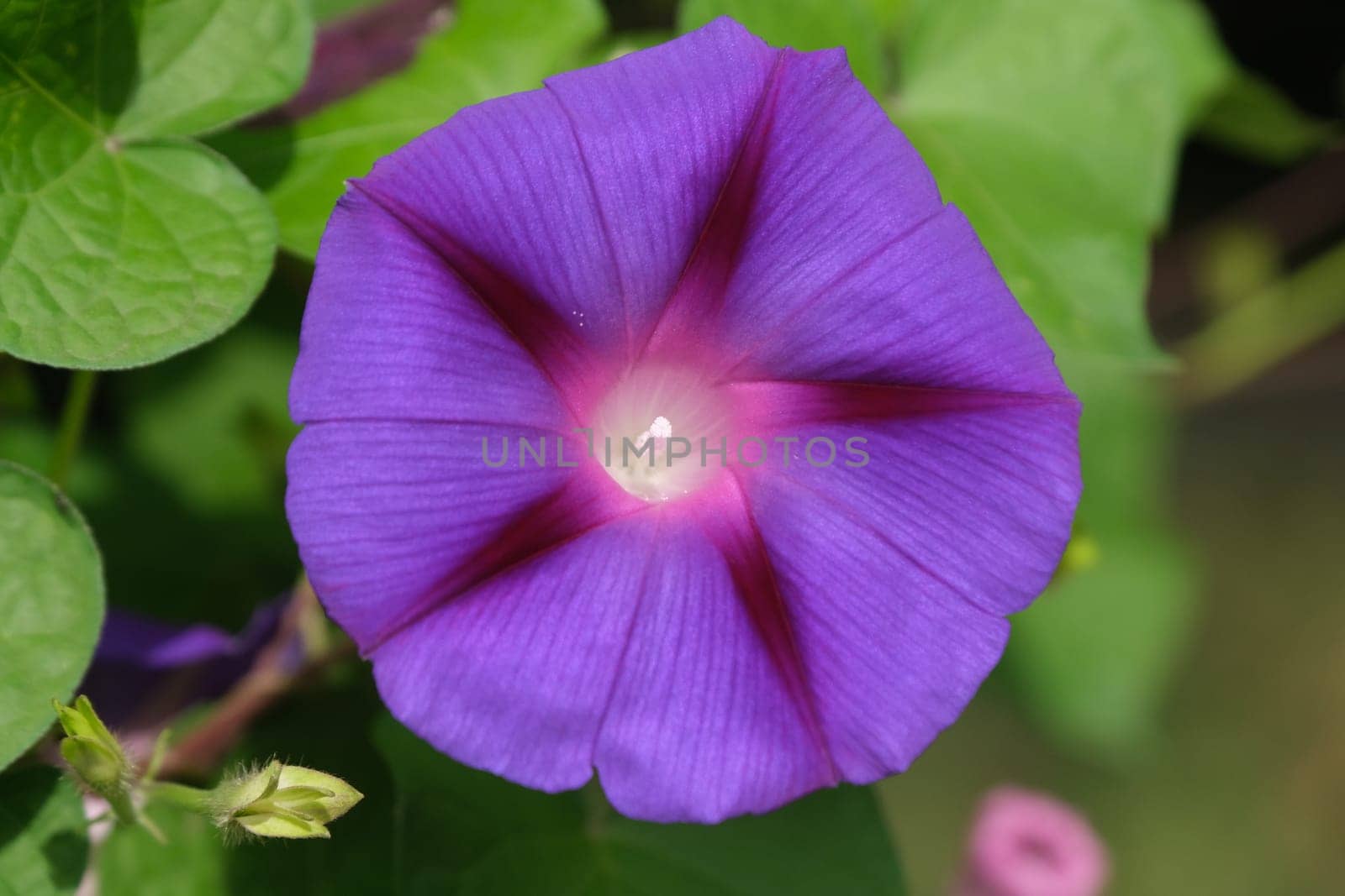 Flowers in the garden