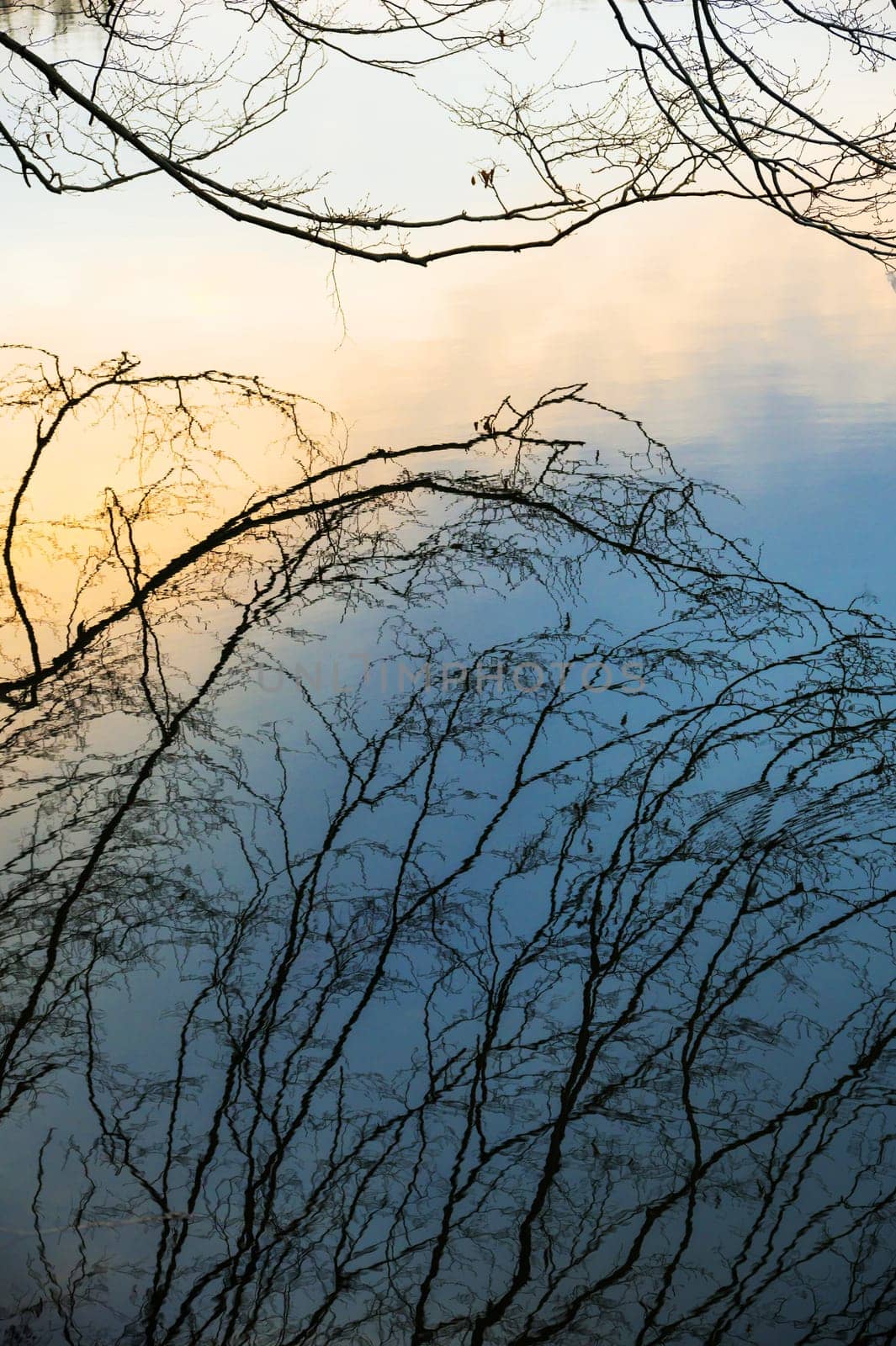 reflections of bare branches in water
