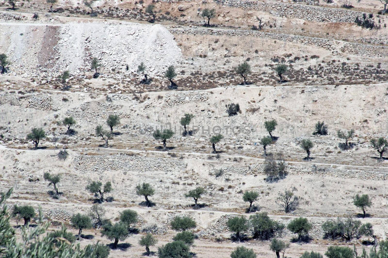 Olive tree grove between Bethlehem and Jerusalem, Israel