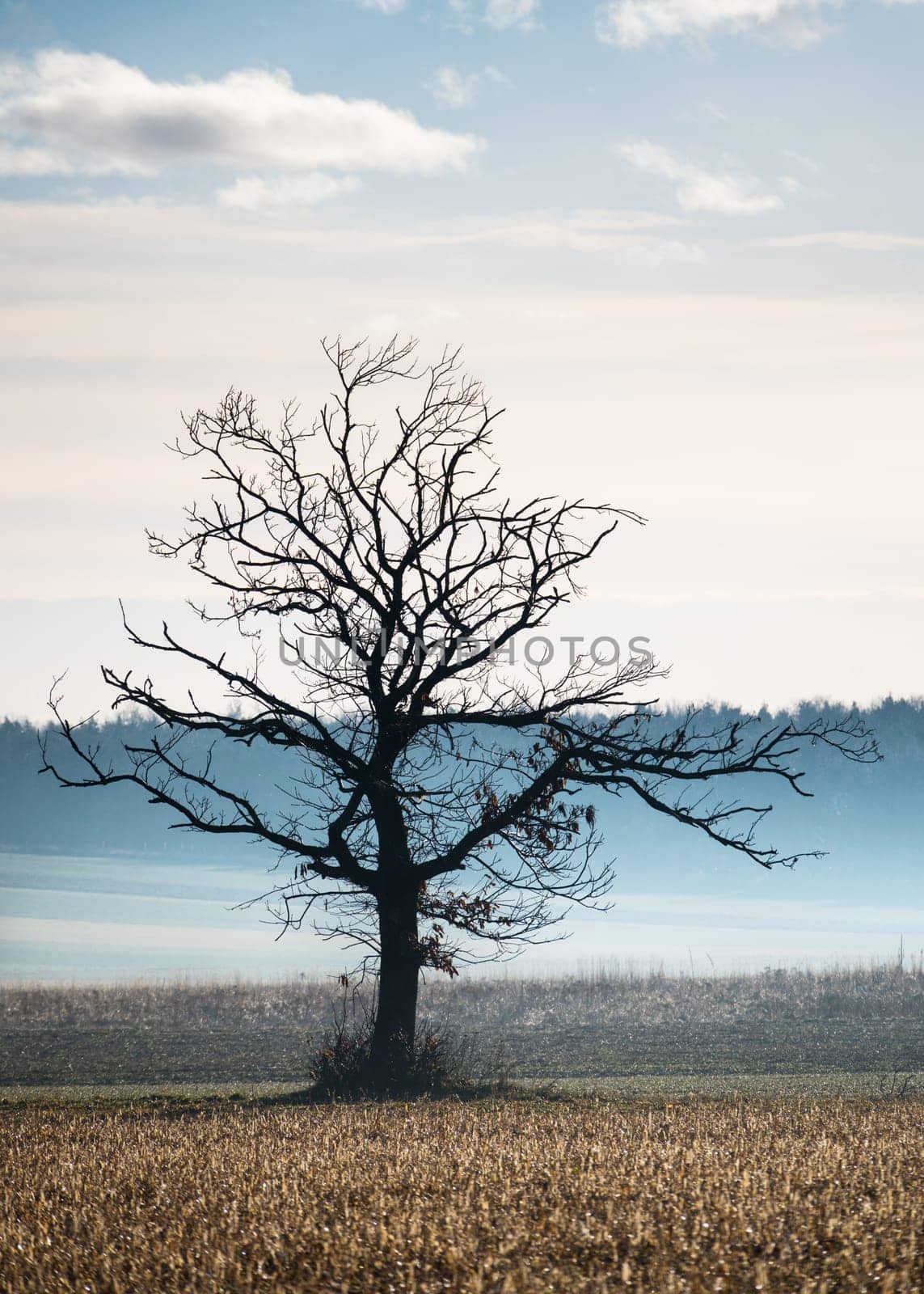 bare tree in winter on the street to village in burgenland