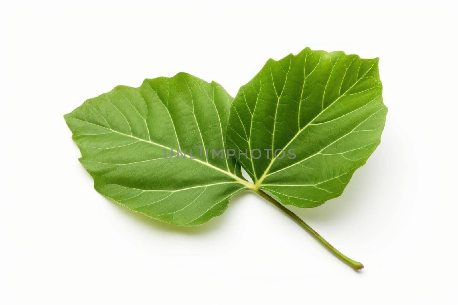 Veiny One green leaf of fig tree. Nature flora exotic botanic season. Generate Ai