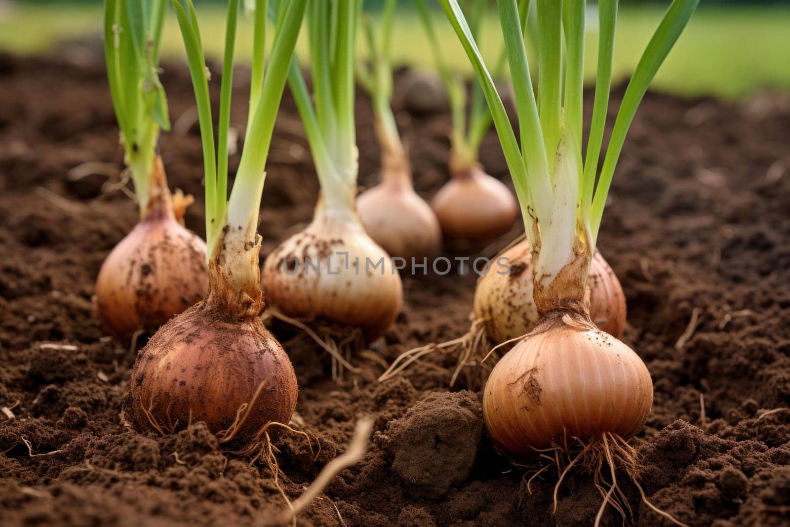 Loamy Onion soil plant. Harvest farm. Generate Ai