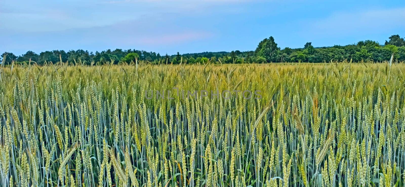 Summer field with growing plants of cereals. Agricultural plants in countryside. Agricultural crops. Field with growing grain-crops. Natural food ingredients