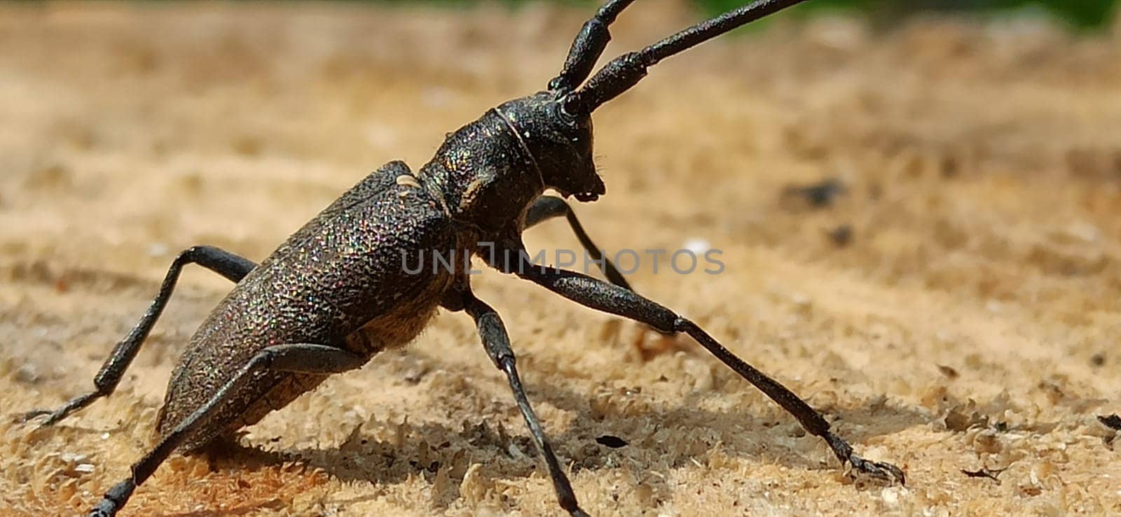 Longhorn beetle standing on wooden surface macro. Insect with long whiskers. Cerambycida. Black long-horned bug. longicorns insect. Beetle lumberman in forest. Beetle woodcutter living in forest