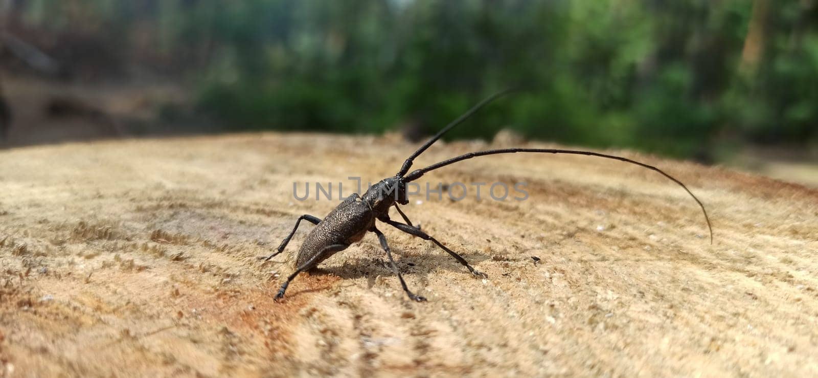 Longhorn beetle standing on wooden surface. Insect with long whiskers. Cerambycida. Black long-horned bug. longicorns insect. Beetle lumberman in forest. Beetle woodcutter living in the forest